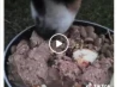 WYKOP EFEKT Zwyrolka znęca się nad psem podając mu środki chemiczne i bijąc