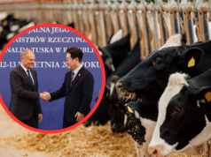 Rząd chce wysłać polską wołowinę do Korei. Branża mięsna już liczy pieniądze