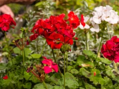 Słońce praży cały dzień? Te rośliny nie tylko przetrwają – będą kwitły bez przerwy