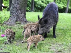 To nie Warszawa. W tym polskim mieście nie zabijają dzików