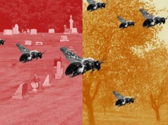 Na cmentarzu pod Nowym Jorkiem odkryto jedno z największych na świecie skupisk pszczół