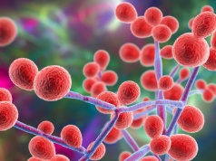 Grzyb, z którym żyjemy. Naukowcy z UW odkrywają, jak działa Candida albicans