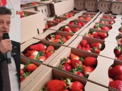 Truskawka deserowa ma szansę na dobry sezon. W przemyśle więcej znaków zapytania