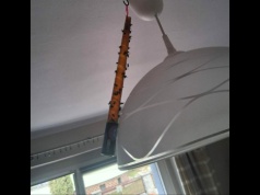 Plaga much wróciła do Piekar Śląskich. Mieszkańcy są przerażeni: „Co będzie w wakacje?”