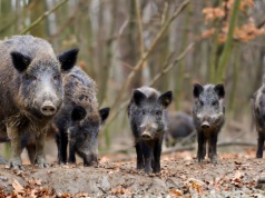 Jaka jest populacja dzika w miastach? Eksperci alarmują