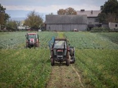 "Lex smród" to prawny bubel? Chroni wielkie biznesy. "Na fermie przemysłowej kogut nie pieje"
