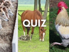 Quiz. Byłeś kiedyś na wsi? Sprawdź co wiesz o zwierzętach tam żyjących