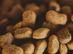 Na co uważać przy wyborze karmy dla psa? Kompleksowy przewodnik dla świadomego opiekuna