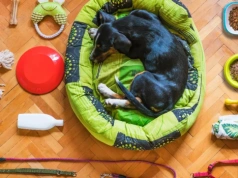 Dlaczego warto postawić na zakupy zoologiczne w internecie? 8 przekonujących powodów, które zmieniają sposób dbania o zwierzęta