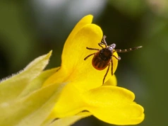 Cynamon i olejki nie wystarczą. Ten składnik naprawdę „ukrywa” cię przed kleszczami