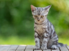 Sterylizacja i kastracja psów i kotów