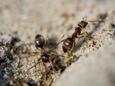 Rozsyp to w ogrodzie i patrz, jak mrówki uciekają w panice. Działa momentalnie