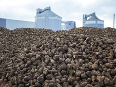 Cięcia kontraktacji w Polsce. Burak przestaje się opłacać?