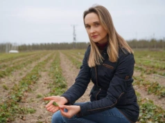 Truskawka weszła w wegetację. Teraz najważniejsze: korzenie, woda i ocena szkód