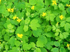 Ta roślina została wycofana z rynku. Sprzedaż potrwa tylko do 4 maja