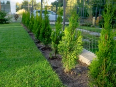 Tuje przy płocie wyglądają dobrze tylko na początku. Dystans ratuje ogród i relacje z sąsiadem