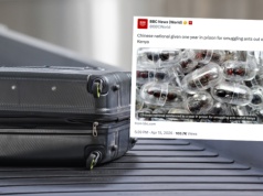 Próbował przemycić 2200 mrówek w bagażu. Jest decyzja sądu