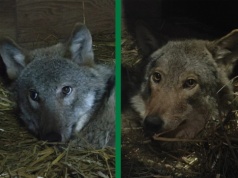 Wilk to nie bestia. W „Mysikróliku” do zdrowia dochodzą dwa „nieśmiałe” osobniki