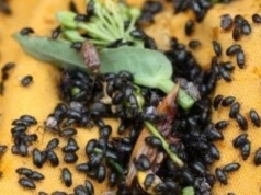 Słodyszek uderzył w rzepak. Decydują najbliższe dni – można stracić nawet połowę plonu