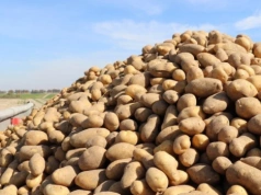 Rolnik dopłaca, żeby oddać ziemniaki. Ceny spadły poniżej zera