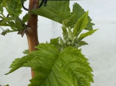 Maliny zaczynają kwitnąć. Jakie zabiegi wykonać w tym ważnym dla budowy plonu czasie?