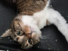 „Jeszcze raz bardzo prosimy o dom dla Toli”. KTOZ szuka schronienia dla kotki