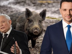 Gdy dziki wchodzą do miasta, ASF wraca na wieś. Co na to Jarosław Kaczyński?