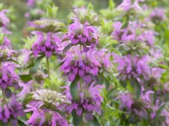 Zrywam te kwiaty i robię napar. Pomaga pozbyć się wzdęć i ukoić nerwy