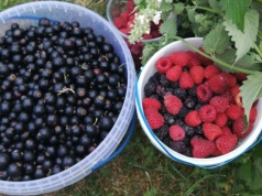 Zmowa cenowa przy skupie owoców. Przez trzy sezony rolnicy dostawali zaniżone kwoty