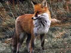 Alert RCB dla dwóch województw. Nie dotykaj przynęty, bo narozrabiasz