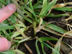 Zabieg T1 w zbożach - kiedy wykonać i czym pryskać? Zalecenia na 2026 rok