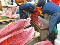 Tuńczyk droższy niż złoto? Rekordowa aukcja w Tokio