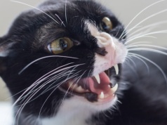 Kot ugryzł właściciela, miał wściekliznę. To ostrzeżenie dla Polaków