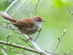 Ornitologiczna niespodzianka na Pomorzu Zachodnim. Wyjątkowo rzadka wierzbówka nad Miedwiem