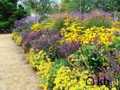 W kwietniu wielu ogrodników robi ten błąd – byliny potem słabo rosną