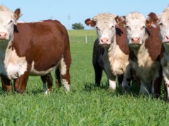 Eksport wołowiny do Japonii rośnie. Znika kluczowa bariera