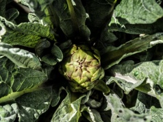 Ogrodnicy zachwycają się tym warzywem. Nawet początkujący poradzą sobie z uprawą