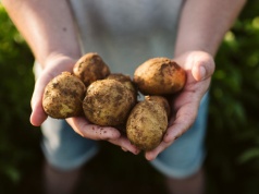 Ceny ziemniaków poniżej zera. Rolnicy dopłacają, żeby ktoś je zabrał