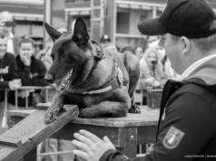 Nie żyje Dragon – pies ratowniczy GRS OSP Nowy Sącz