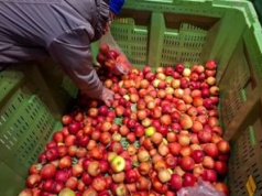 Porównali jabłka w smaku. Oto zwycięzca degustacji