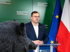 Spór o dziki wraca. Minister odpowiada protestującym i ostrzega przed ASF w Polsce