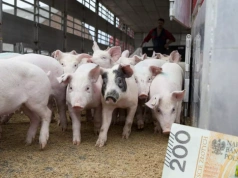 Dokładają do każdej świni. Nawet 300 zł straty na tuczniku w kwietniu