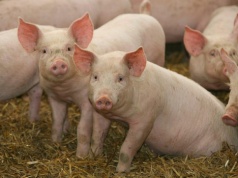 Tucznik odbija po spadkach. Czy to początek wzrostów?