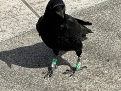 Ptaki w mieście pomagają ludziom - planowanie urbanistyczne wpływa na kontrolę szkodników, rozsiewanie nasion i sprzątanie padliny