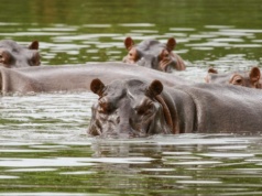 Kolumbia walczy z „hipopotamami Escobara”