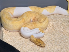 148 pytonów królewskich w mieszkaniu na Prądniku Białym. Jeden uciekł na klatkę schodową