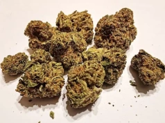 Odmiana Black Jelly – medyczna marihuana 27% THC – recenzja