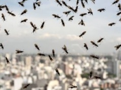 Plaga much w Piekarach Śląskich. Mieszkańcy nie są w stanie wyjść z domu