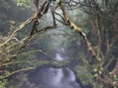 Madera: Levada do Furado – zielony szlak przez serce lasu laurowego (PR10)