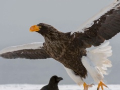 Olbrzymi ptak z Rosji wykluł się w Polsce. Pożera nawet wieloryby